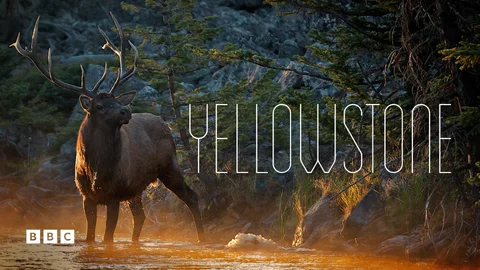 Yellowstone