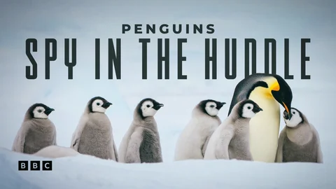 Penguins: Spy in the Huddle