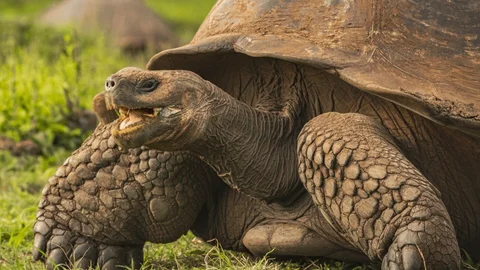 Galapagos: Enchanted Isles