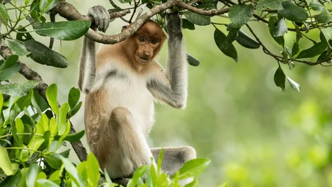 Borneo: Sacred Forest