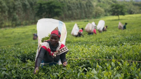 Tea Without Limits