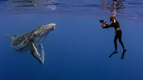 Humpback Whales: A Detective Story