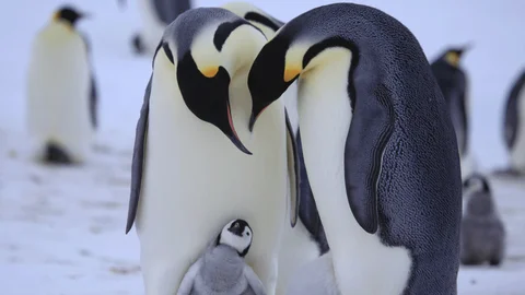 First Steps