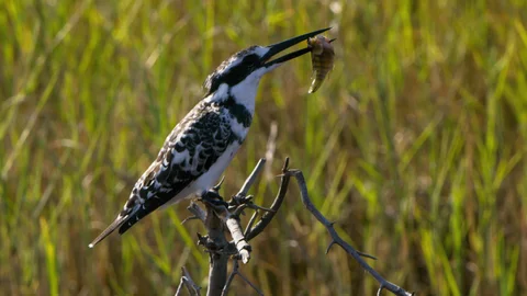 Okavango