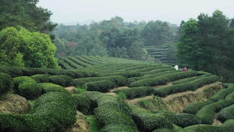 The Art of Tea