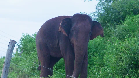Sri Lanka: Return to Teardrop Island - Part One