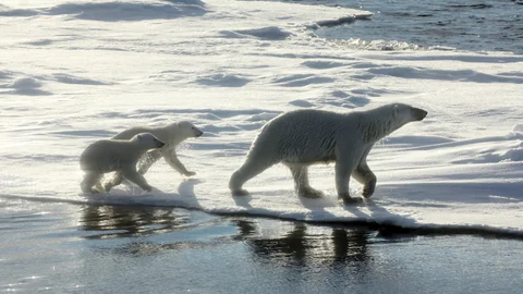On the Hunt