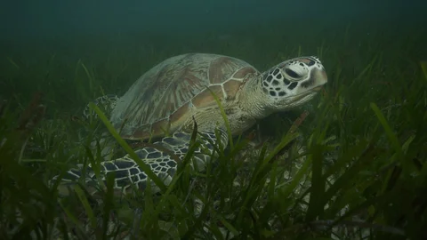 Reef to Rainforest