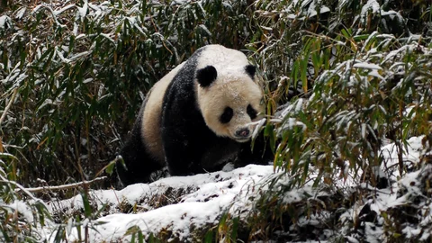 Land of the Panda