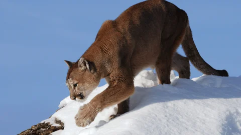 Mountain Lions: Life on the Edge
