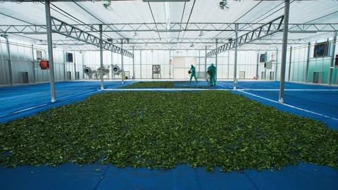 The Tastes of the Tea Trade
