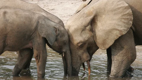 Forest Elephants: Rumbles in the Jungle