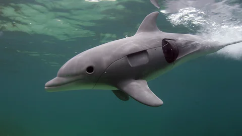 Orcas and Bottlenoses