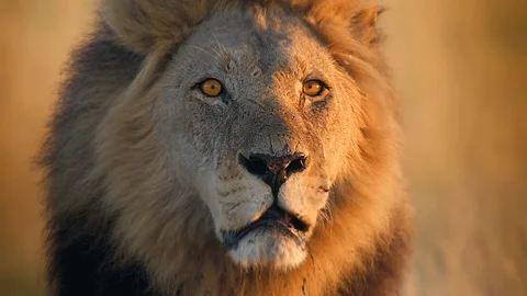 Seeking the Cheetah