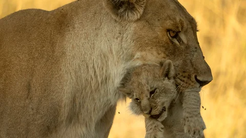 Baby Boom