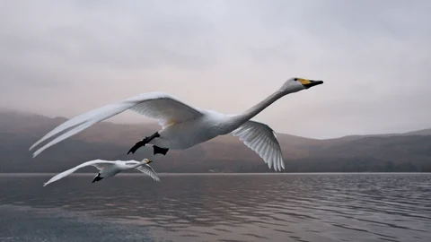 Masters of the Sky