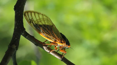 Taking to the Air